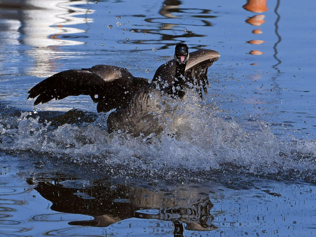 Goose3.jpg