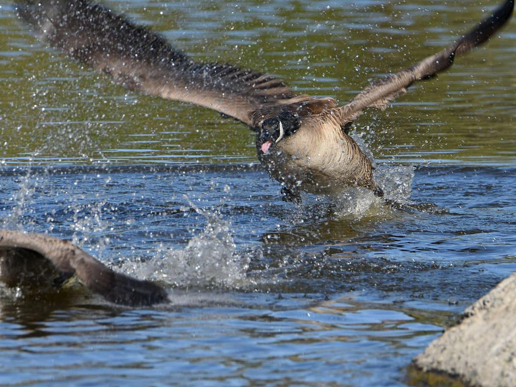 Goose3.jpg