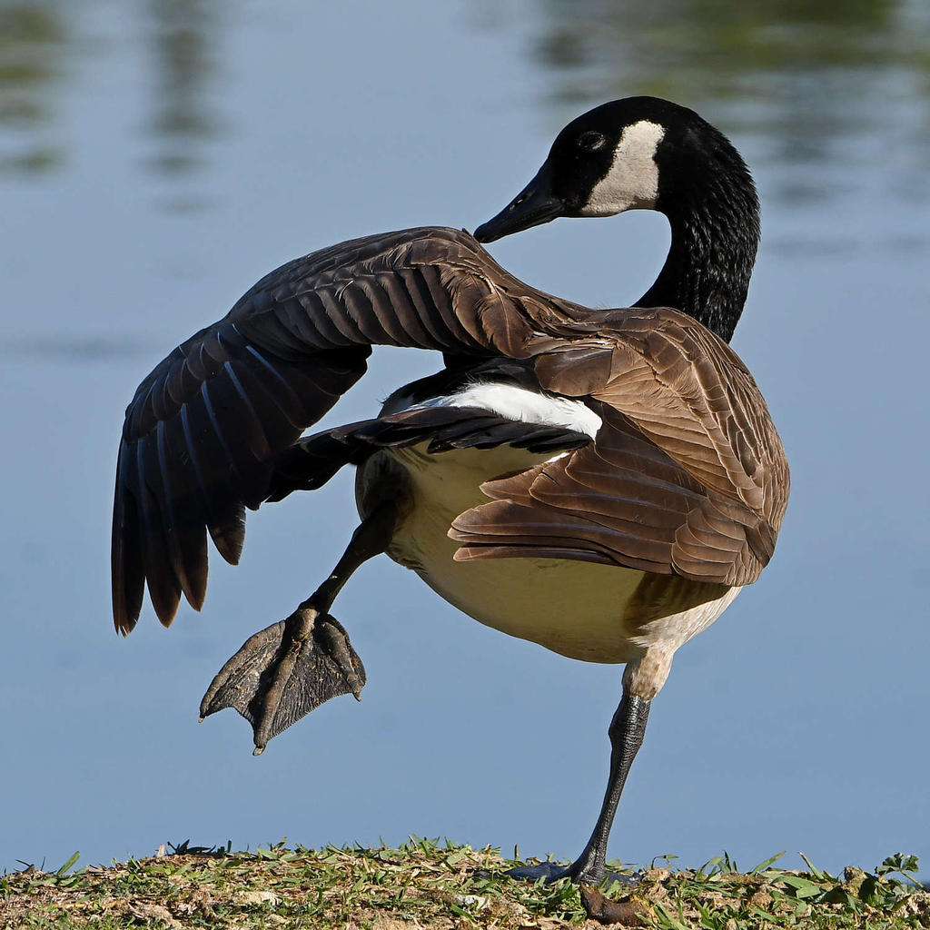 Goose3.jpg