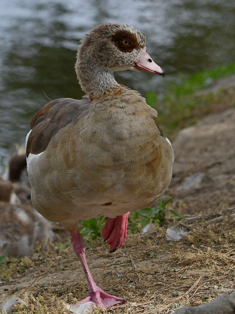 Goose3.jpg