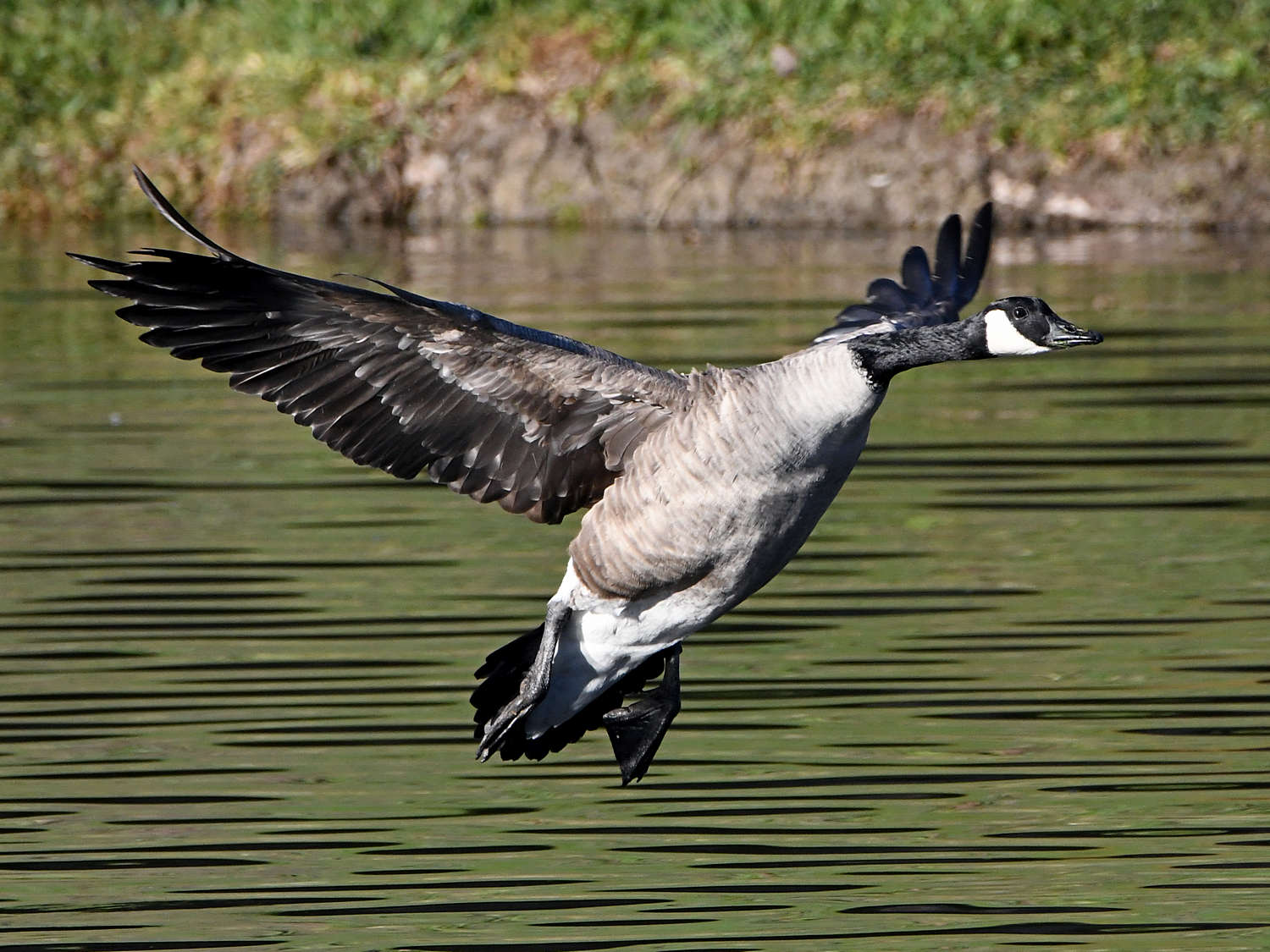 Goose3.jpg