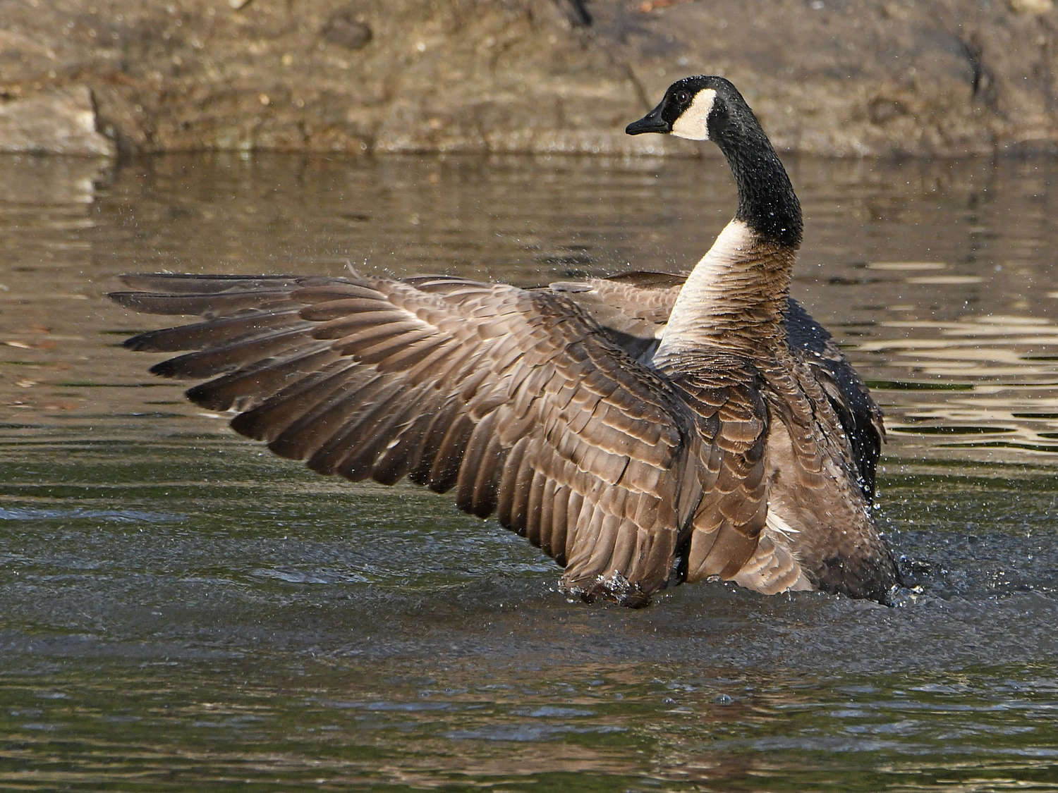 Goose3.jpg