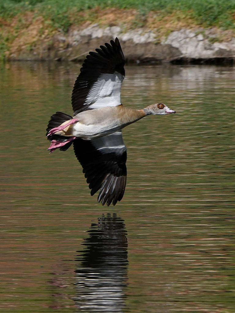 Goose3_2022_09_06.jpg