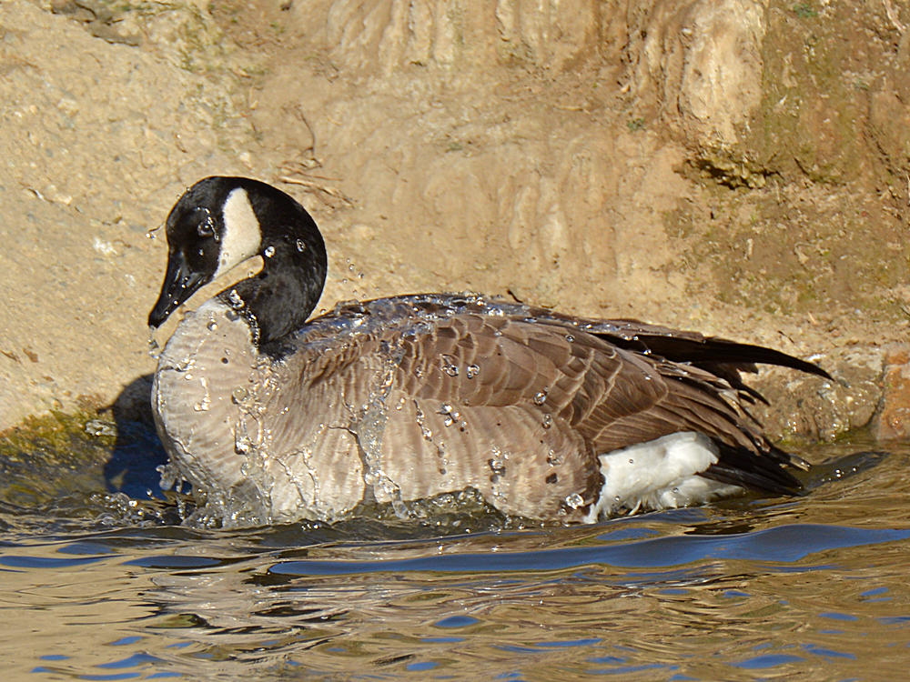 Goose4.jpg