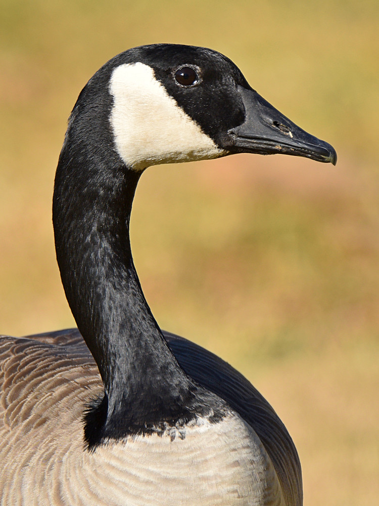 Goose4.jpg