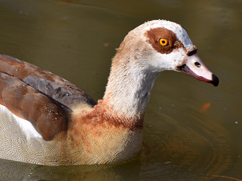 Goose4.jpg