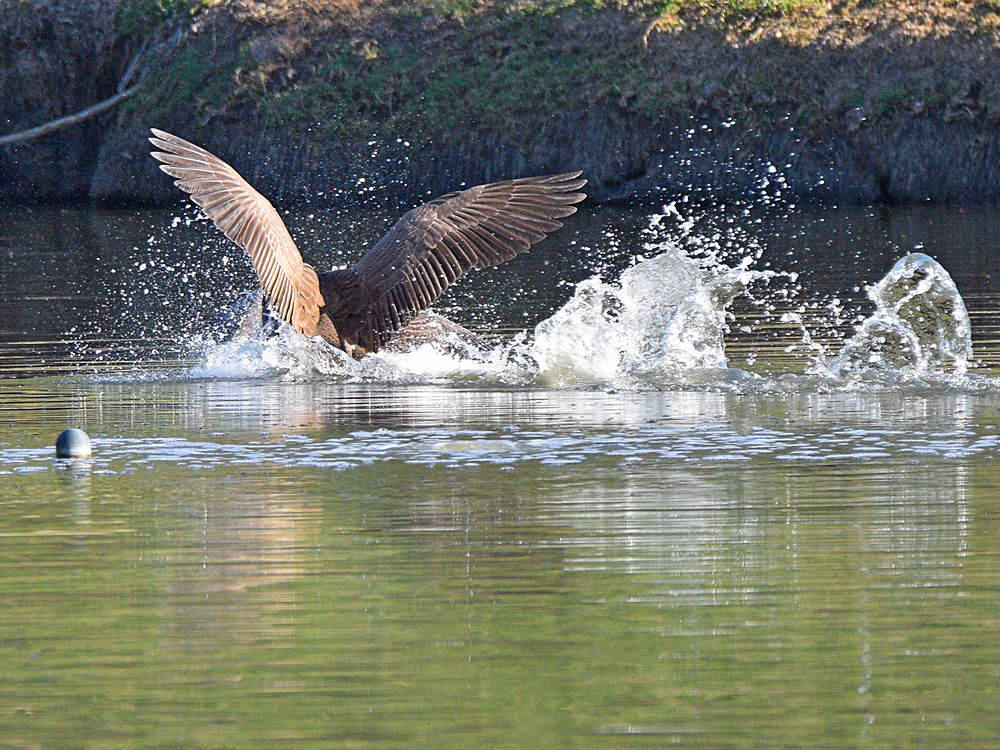 Goose4.jpg