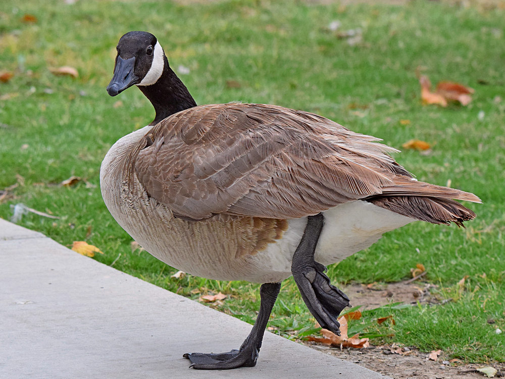 Goose4.jpg