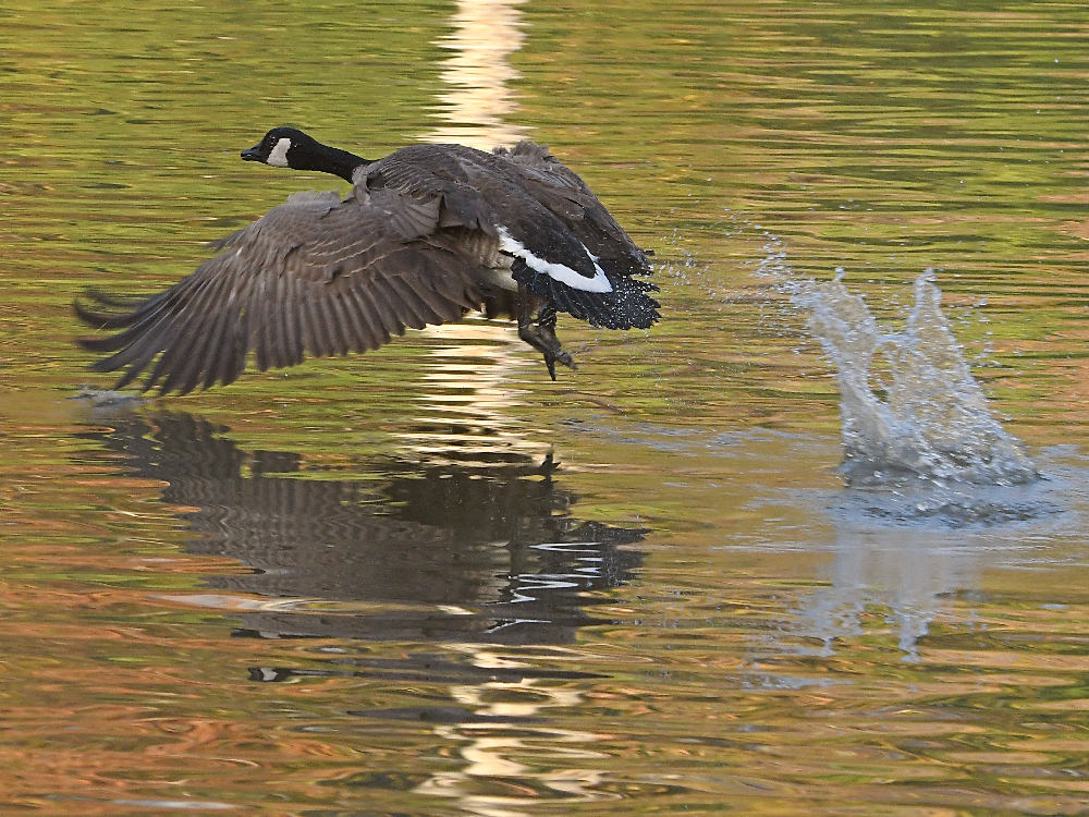 Goose4.jpg