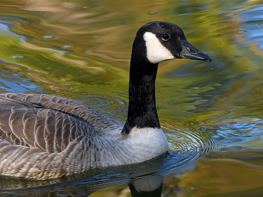 Goose4.jpg