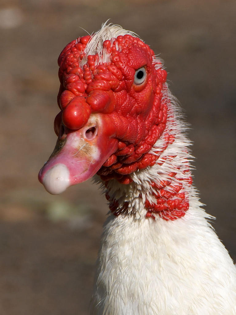 Goose4.jpg