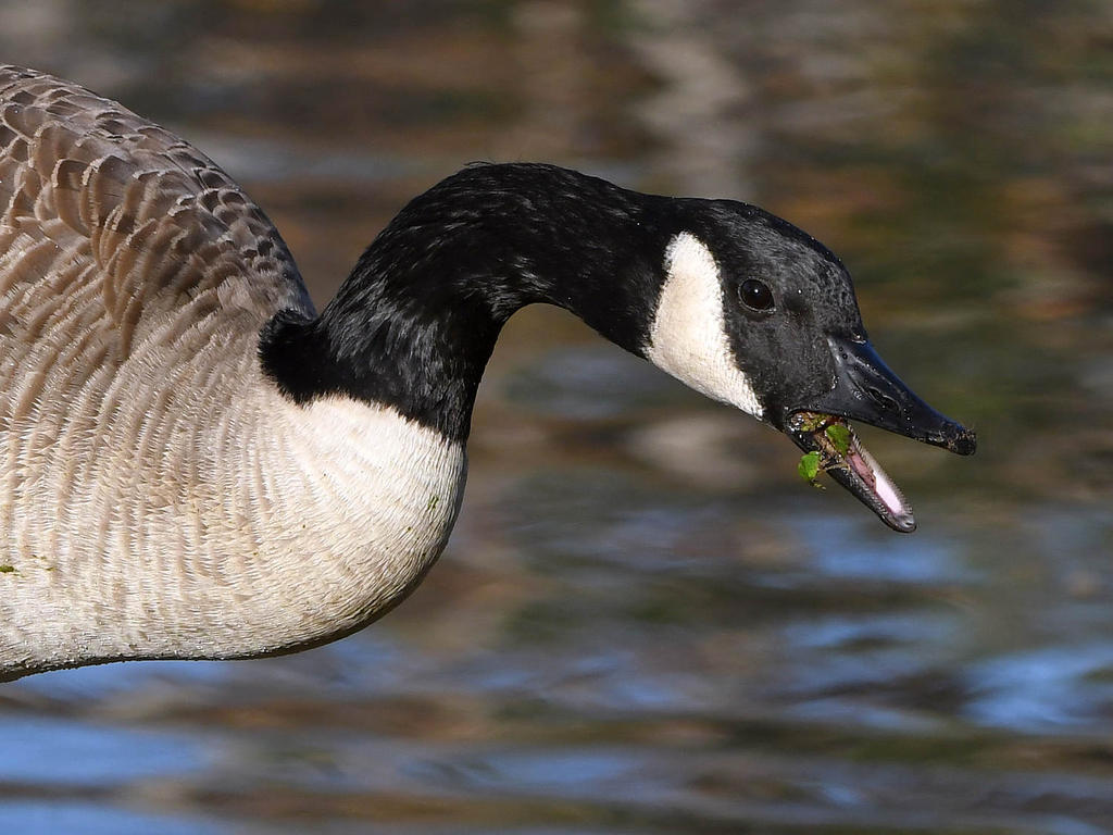 Goose4.jpg