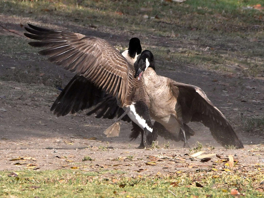 Goose4.jpg