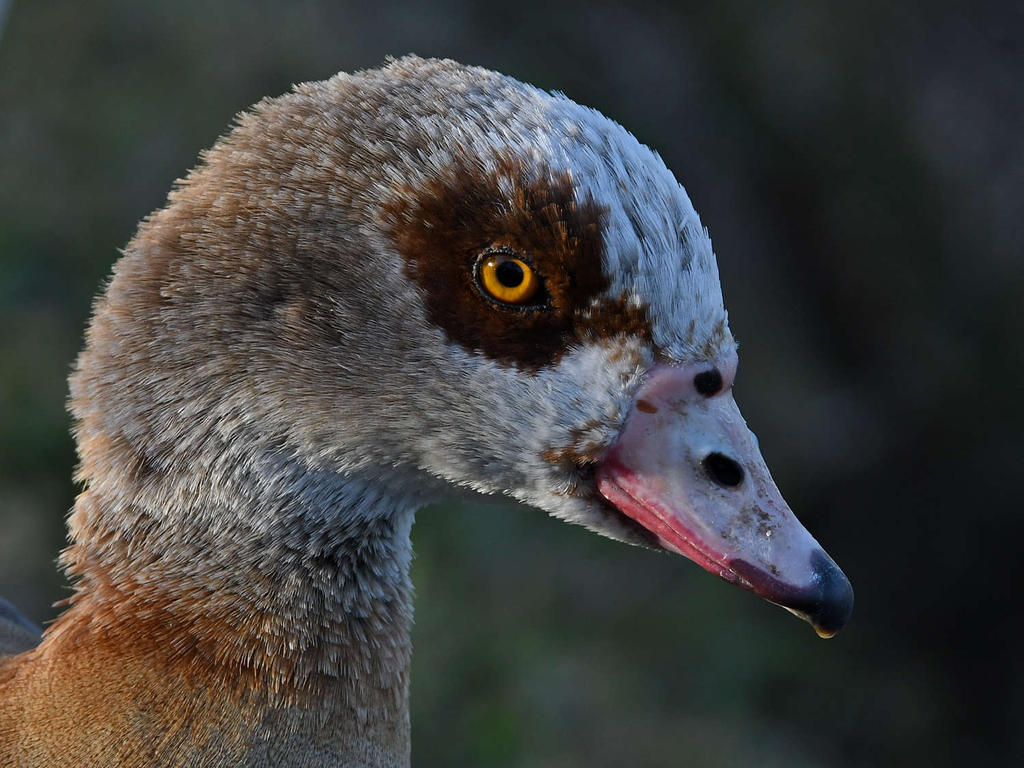 Goose4.jpg