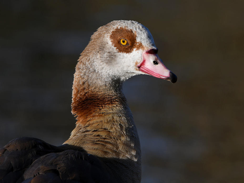 Goose4.jpg