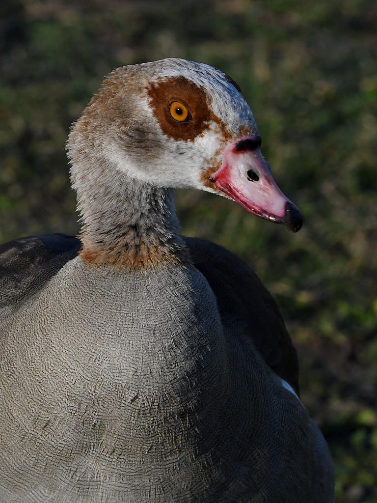Goose4.jpg