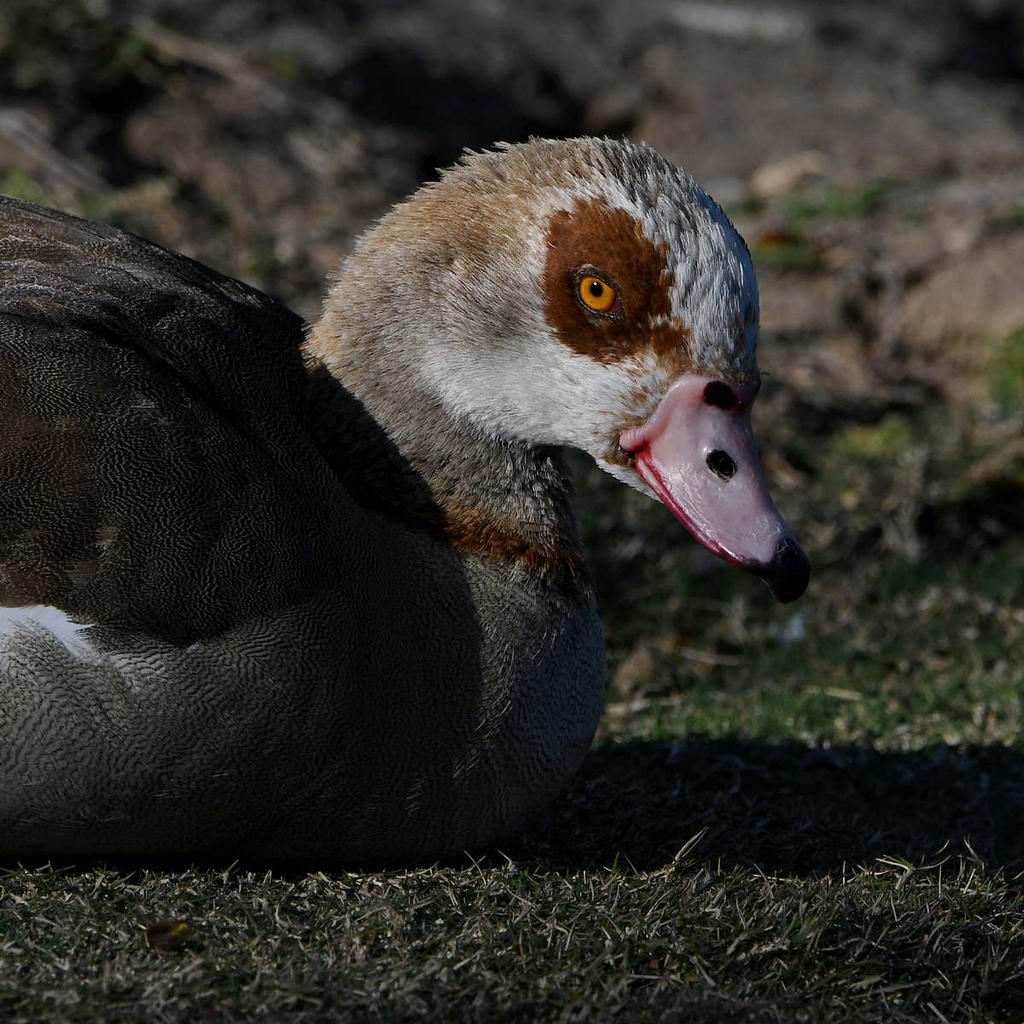 Goose4.jpg