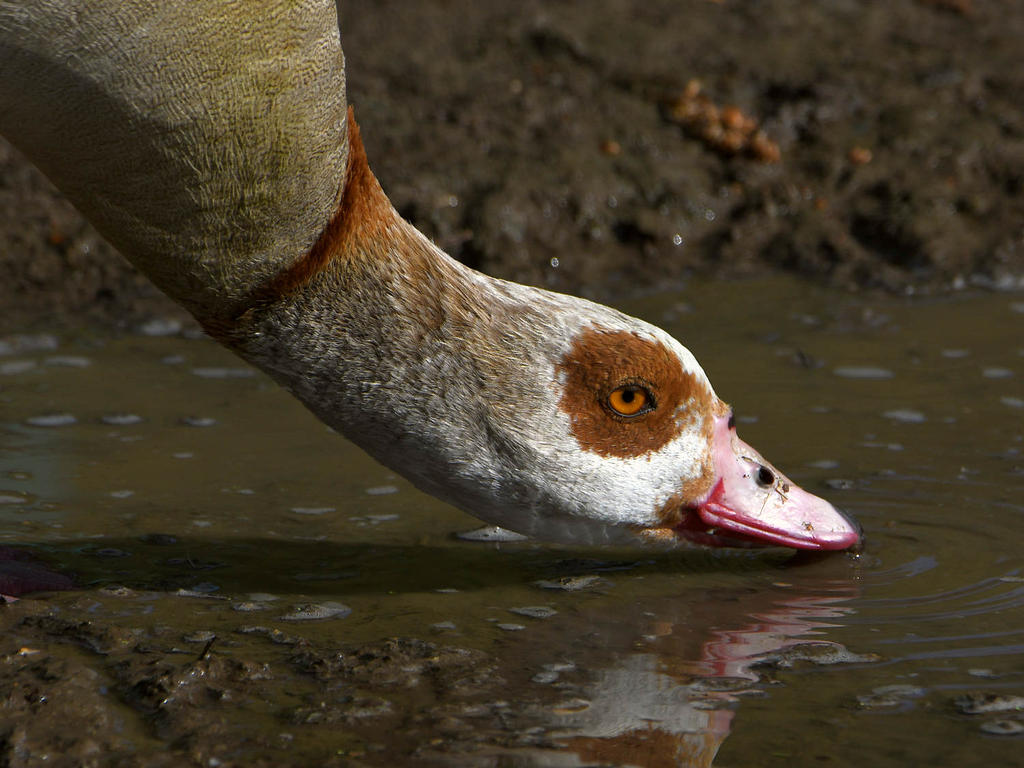 Goose4.jpg
