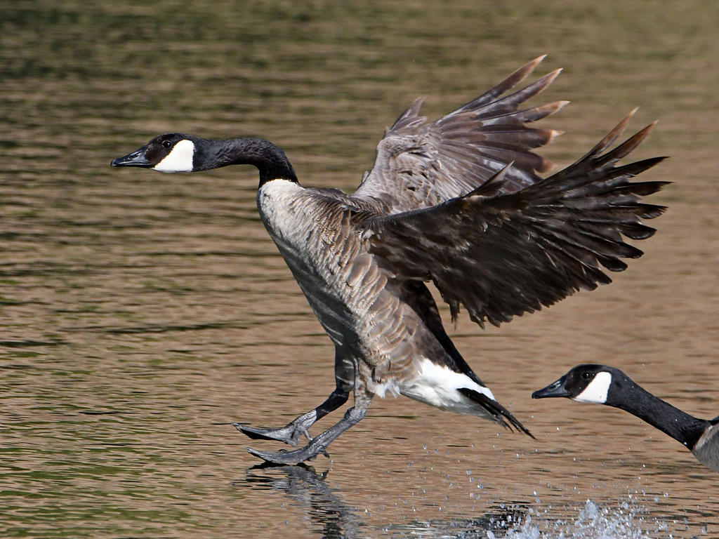 Goose4.jpg