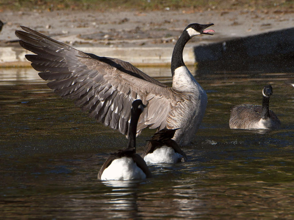 Goose4.jpg