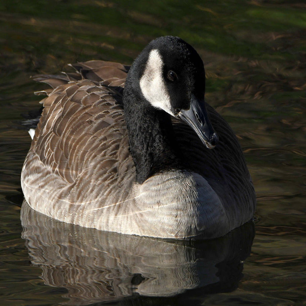 Goose4.jpg