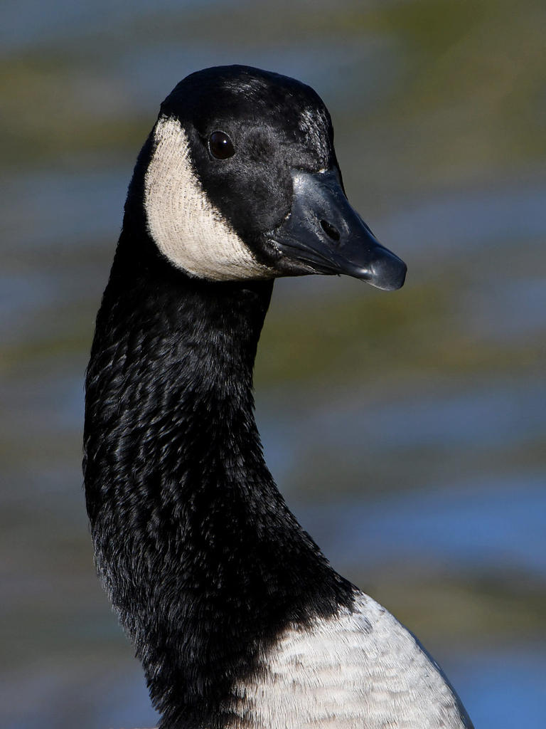 Goose4.jpg