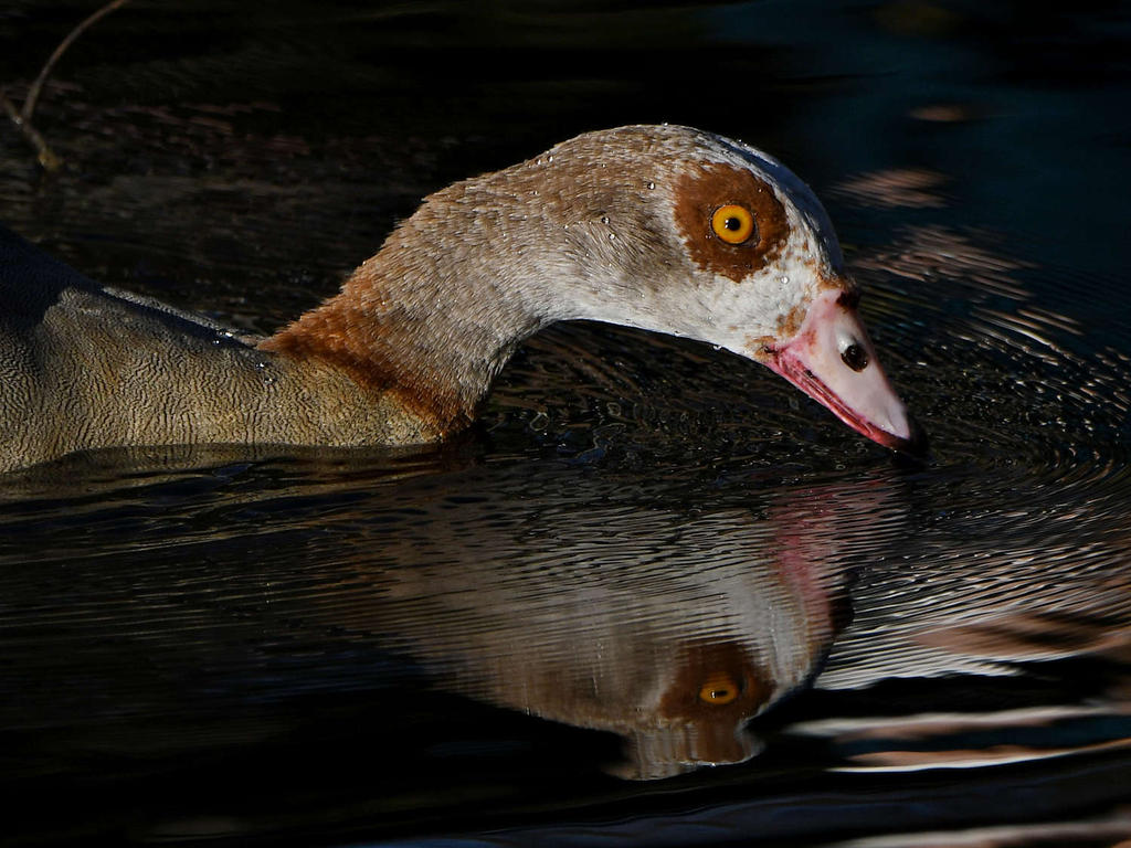 Goose4.jpg