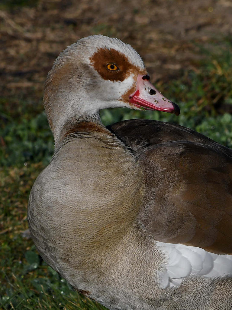Goose4.jpg