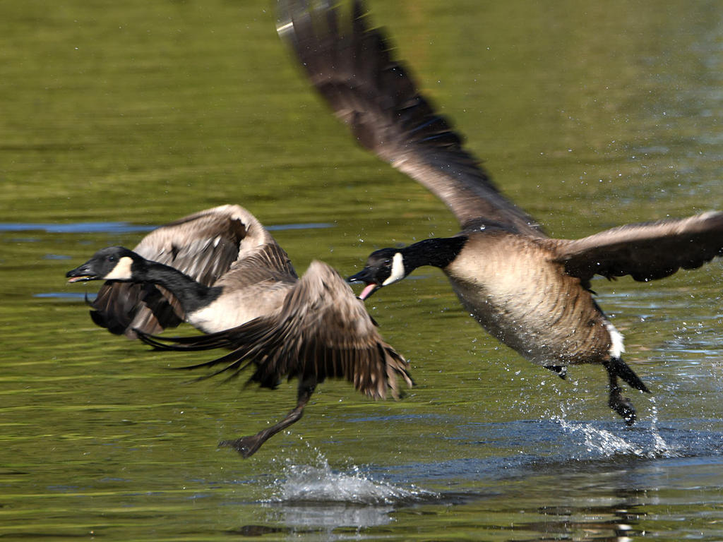 Goose4.jpg