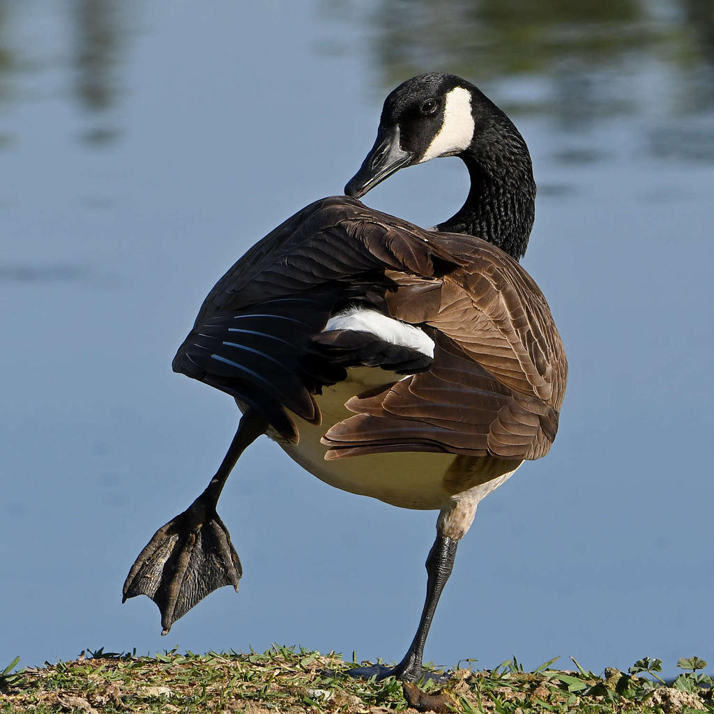 Goose4.jpg
