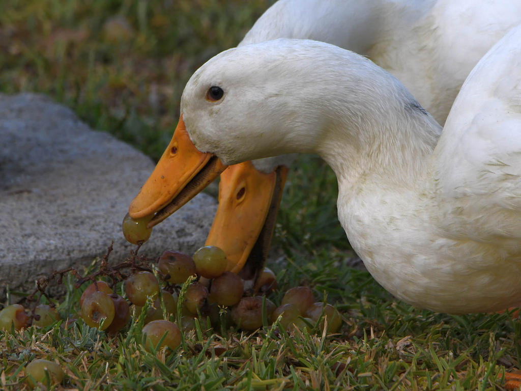 Goose4.jpg