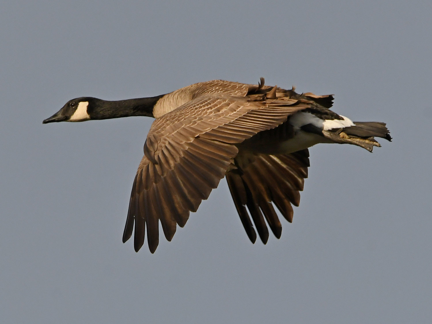 Goose4.jpg