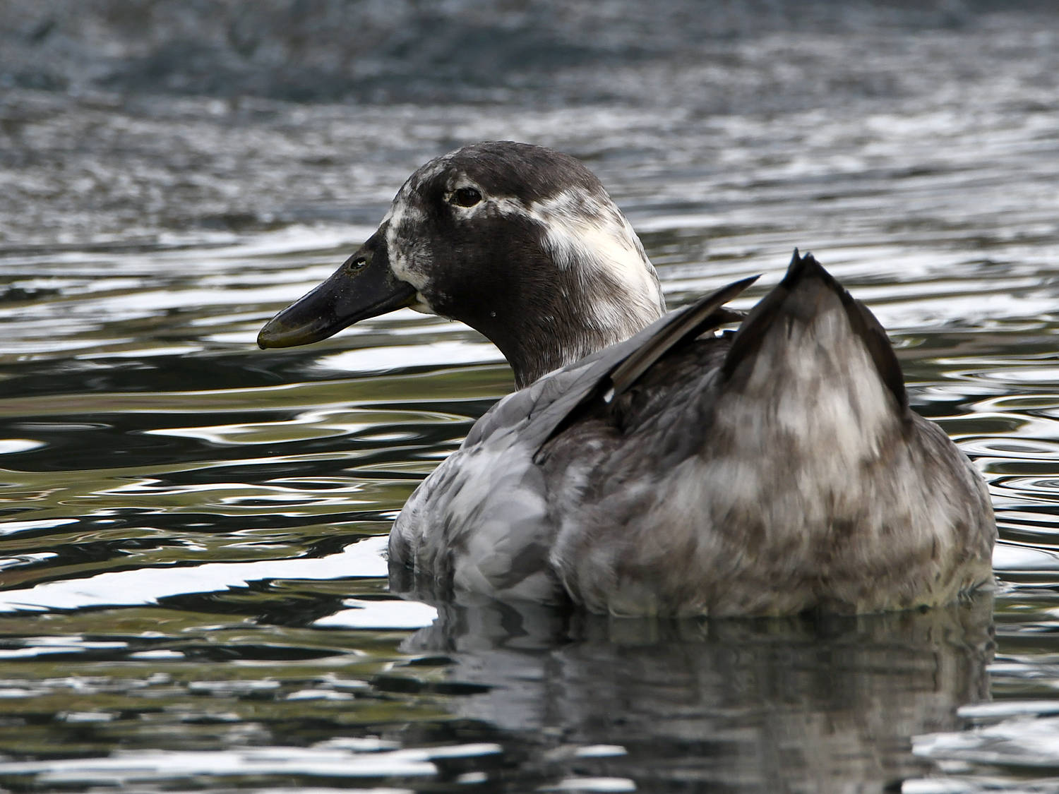 Goose4.jpg