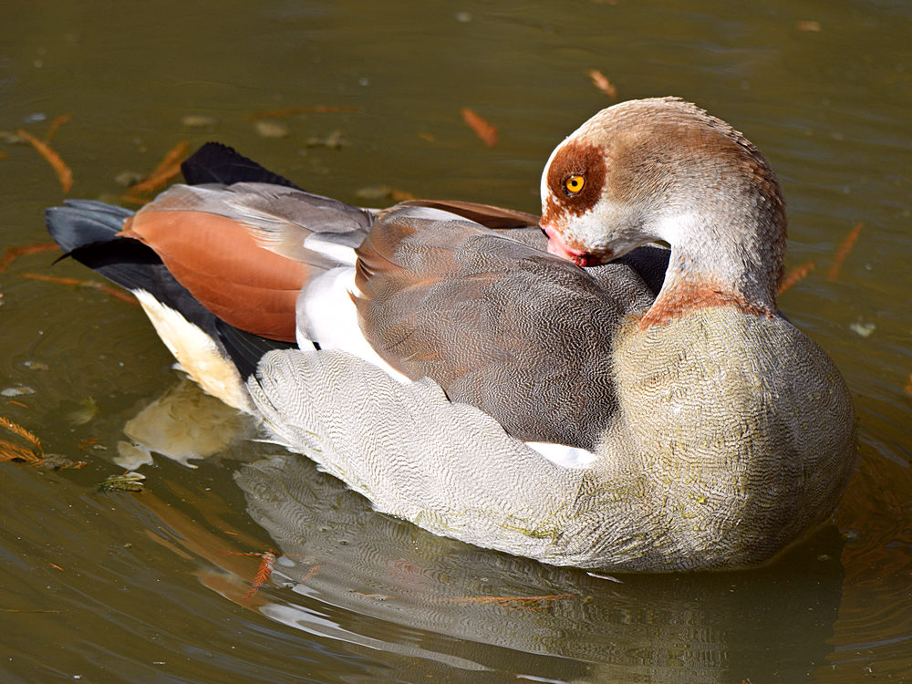 Goose5.jpg