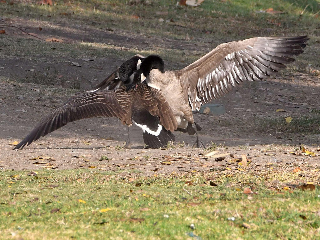 Goose5.jpg