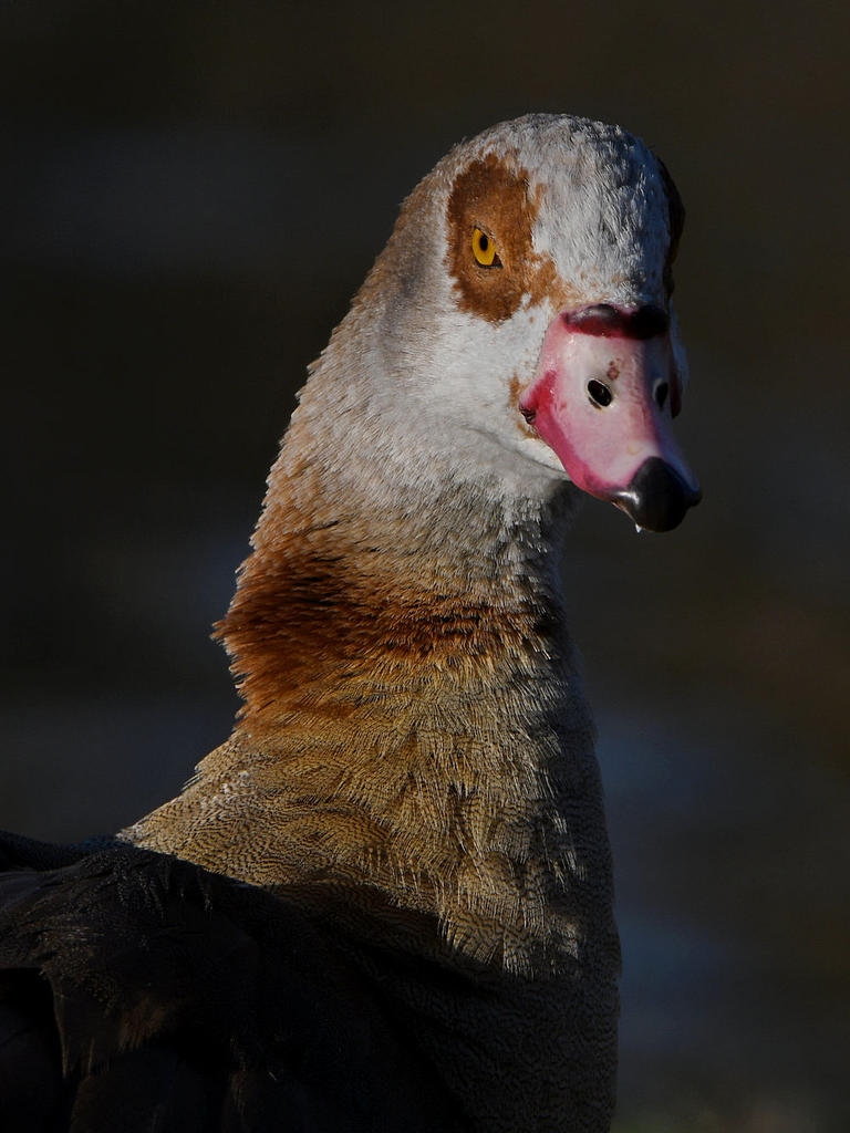 Goose5.jpg
