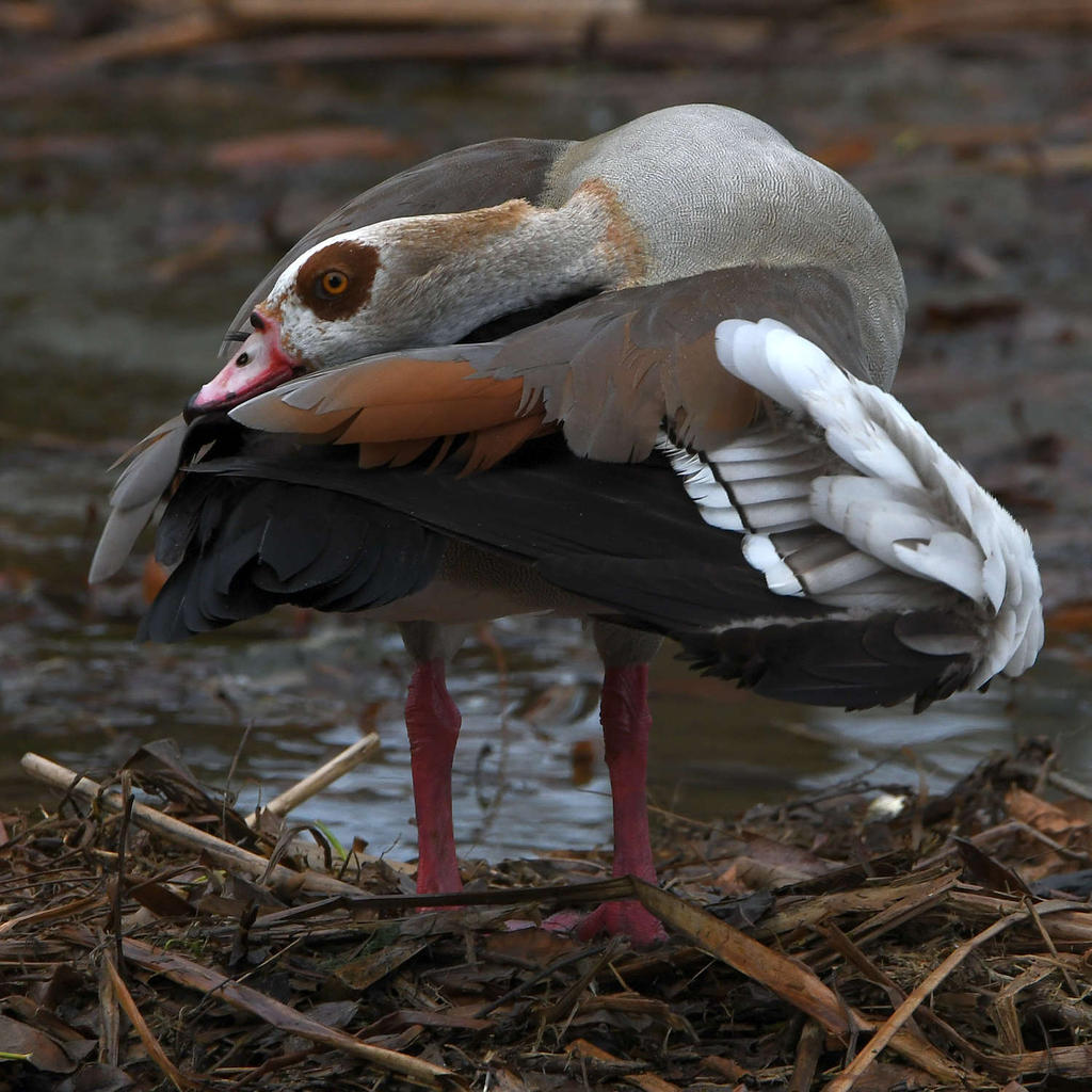 Goose5.jpg