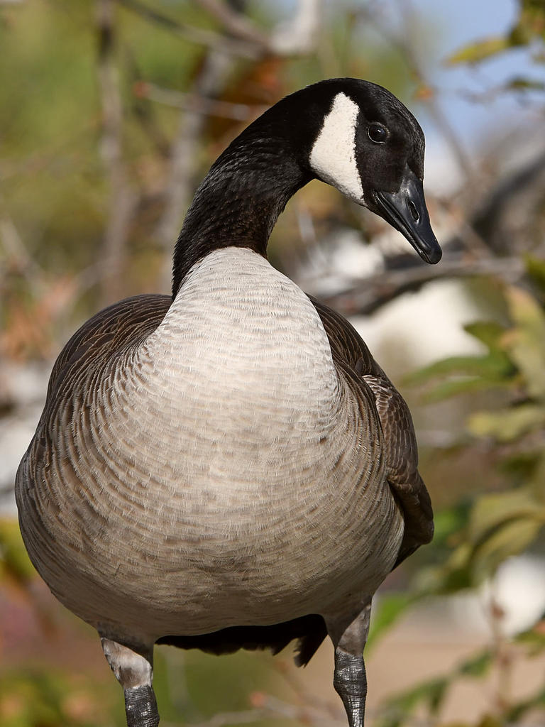 Goose5.jpg