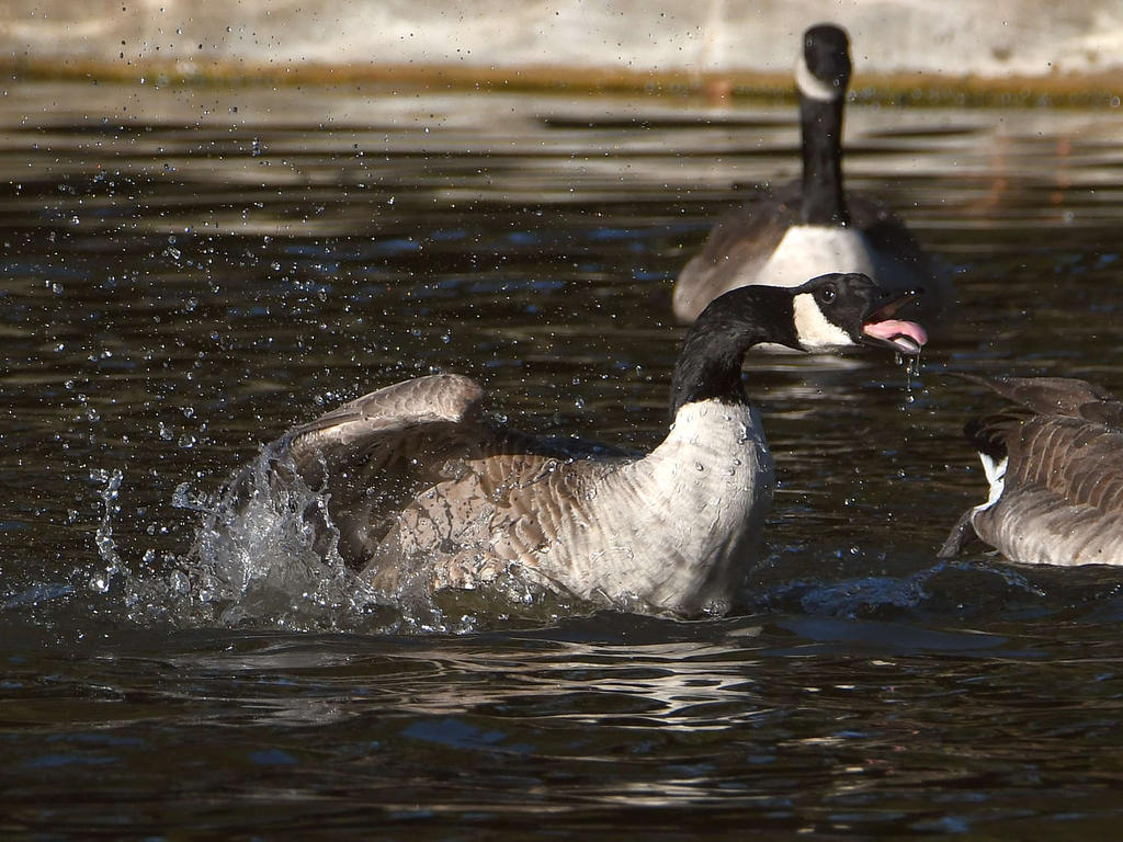 Goose5.jpg