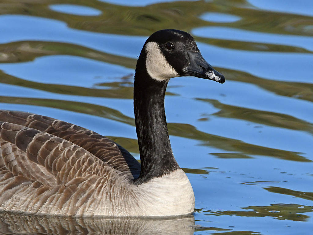 Goose5.jpg