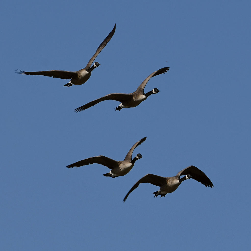Goose5.jpg