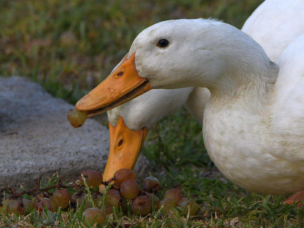 Goose5.jpg