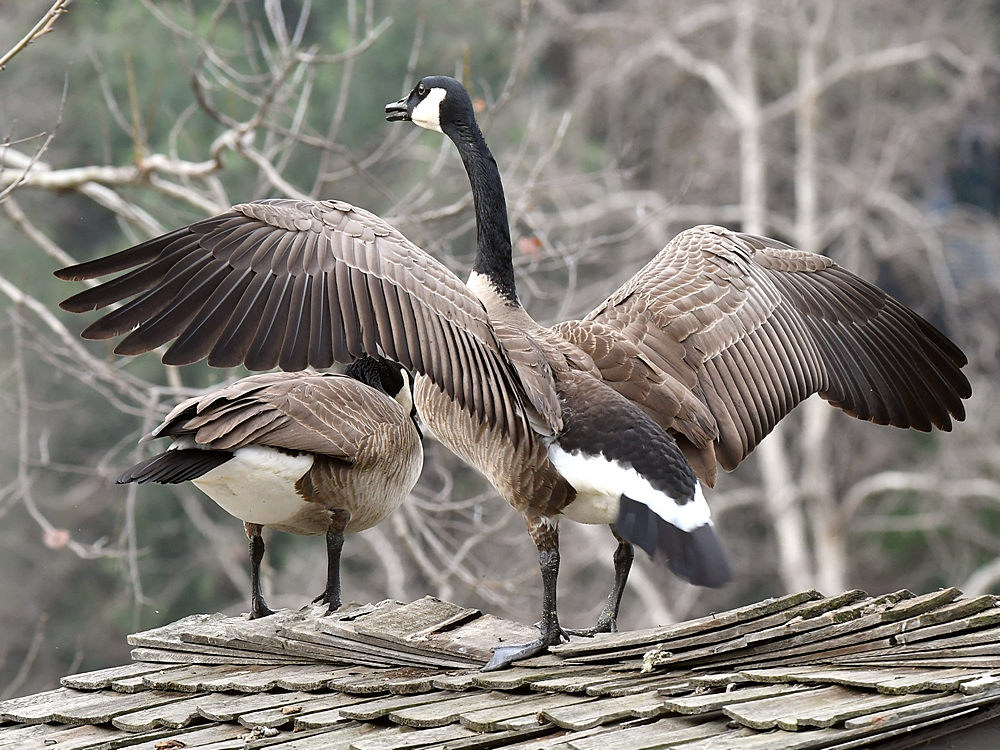 Goose6.jpg