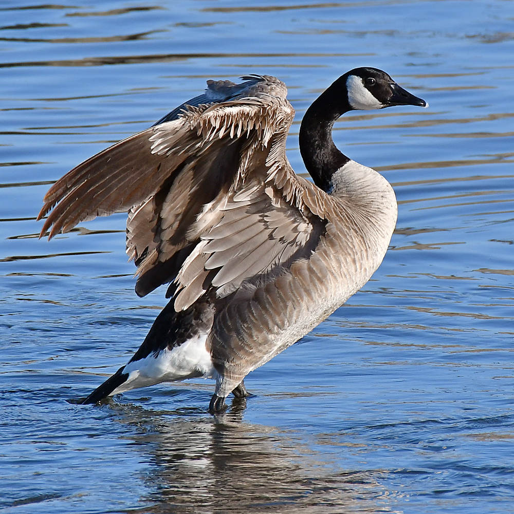 Goose6.jpg