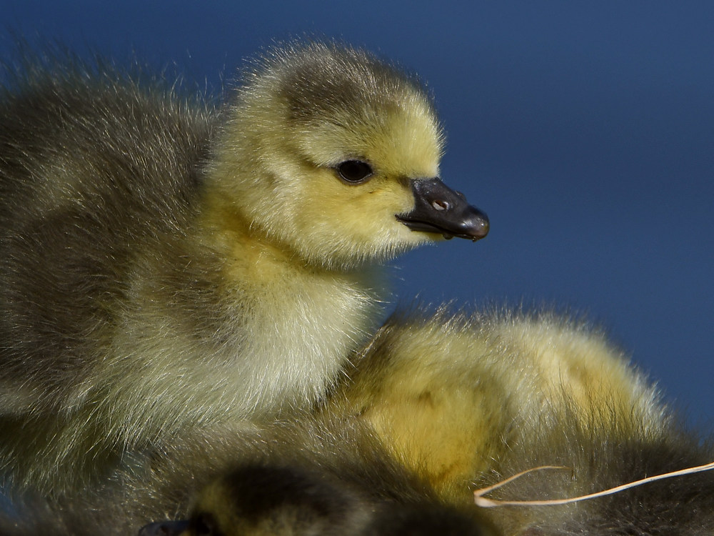 Goose6.jpg