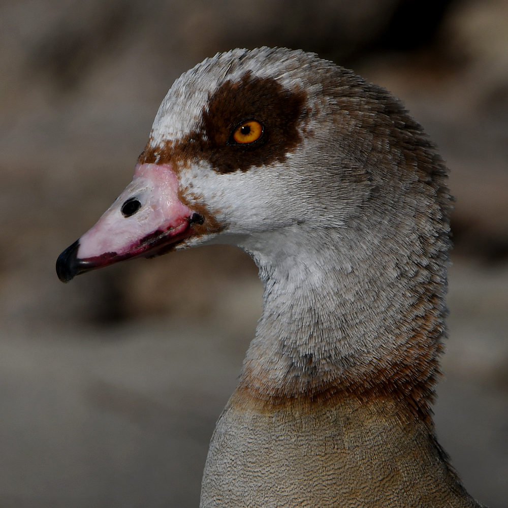 Goose6.jpg