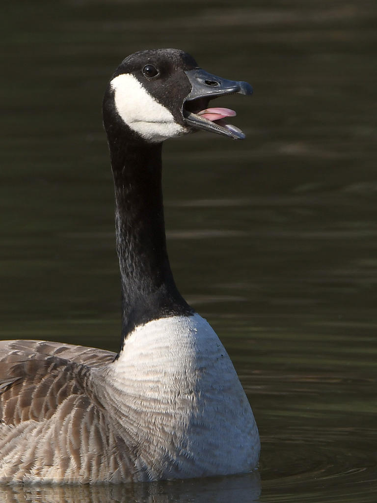 Goose6.jpg