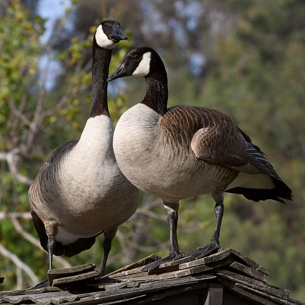 Goose6.jpg