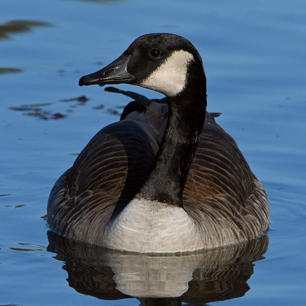Goose6.jpg
