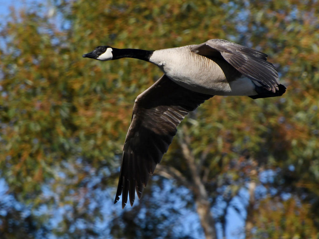Goose6.jpg
